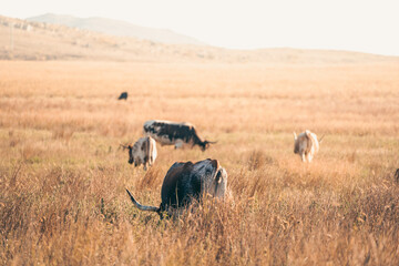 Grazing Cattle