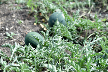 Green watermelons in the summer in the garden