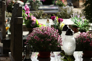 Kwiaty chryzantemy na święto zmarłych na cmentarzu. - obrazy, fototapety, plakaty