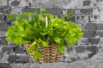 branch with green dill and lettuce in a wicker basket against the background of an old black and white brick wall