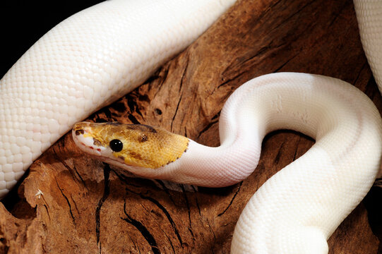 leucistic Ball python // leuzistischer K&ouml;nigspython (Python regius)