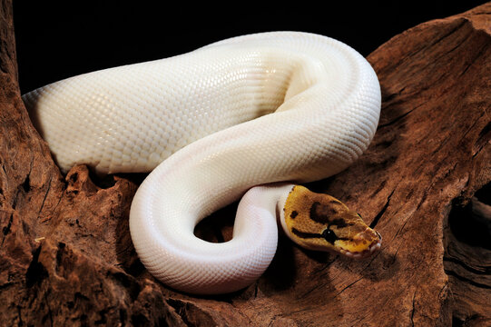 leucistic Ball python // leuzistischer K&ouml;nigspython (Python regius)