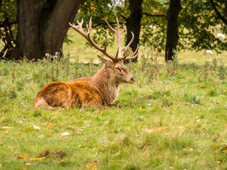 Large roe stag deer with headress in the rutting season at Tatton Park, Knutsford, Cheshire, UK