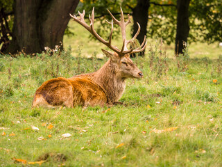 Naklejka na ściany i meble Large roe stag deer with headress in the rutting season at Tatton Park, Knutsford, Cheshire, UK