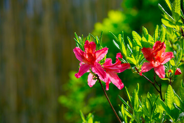 Several flowers on rhododendron in front of bamboo wall.