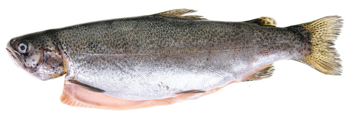 fish isolated on white background