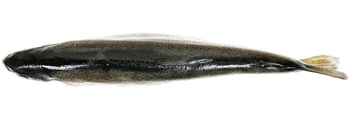 close up of a fish isolated on white