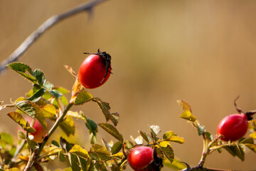 Berries of the dogrose growing near the country road. Hips bush with ripe berries. Berries of a dogrose on a bush.