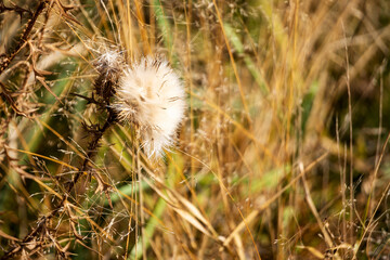 Dried cotton thistle close up shot on the green wild background. Dry plant in autumn.