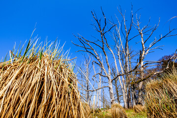 dead tree trunk at a lake