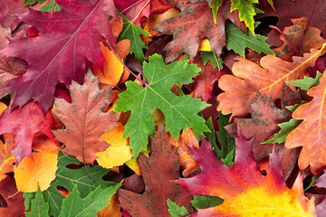Colorful and bright background of fallen autumn leaves. Background of group of autumn leaves.