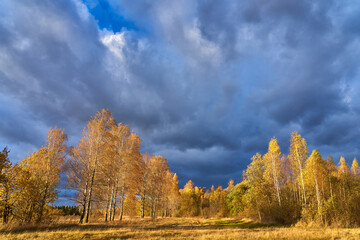 Traditional autumn landscape. Yellow trees against a blue sky. A journey through a beautiful...
