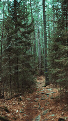 footpath in the woods