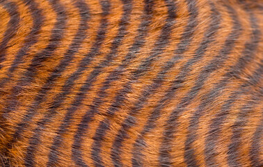 Beautiful striped fur close-up. Texture of red wool.