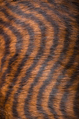 Beautiful striped fur close-up. Texture of red wool.