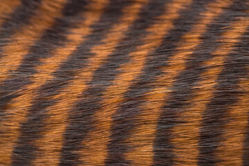 Beautiful striped fur close-up. Texture of red wool.