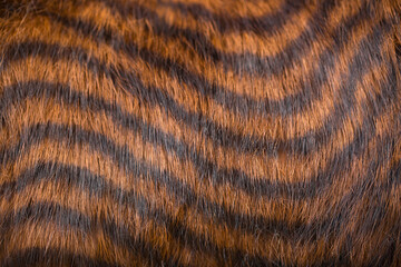 Beautiful striped fur close-up. Texture of red wool.
