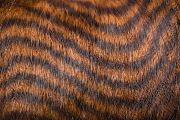 Fotobehang Hyena Beautiful striped fur close-up. Texture of red wool.  © Vera