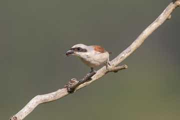 Shrike zhulan. Birds of Central Russia