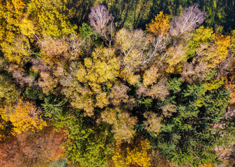 aerial view of an autumn forest