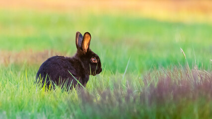 Curious Black Rabbit in Meadow at sunset