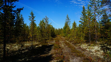 Fototapeta na wymiar landscape, forest, blue sky, summer, taiga, tundra, moss, yagel