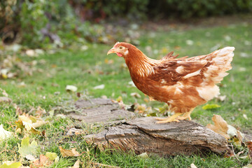 Beautiful chicken in yard on farm. Domestic animal