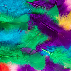 Obraz premium Colorful feather texture, background. Colorful, cool concept.