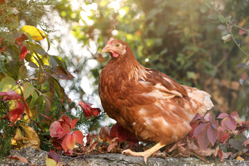 Beautiful chicken on stone fence in farmyard. Domestic animal