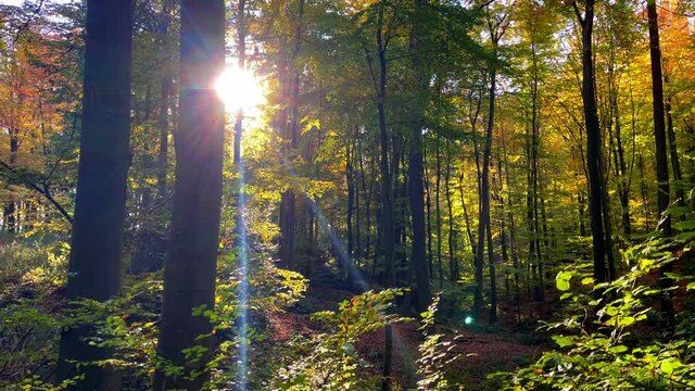 Herbstwald 5