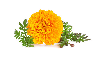 Marigold flower isolated on a white background.