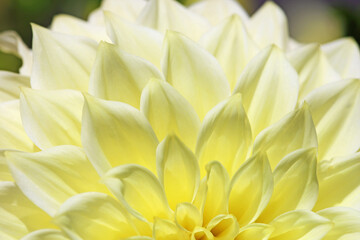 Obraz premium Ivory white Dahlia close up