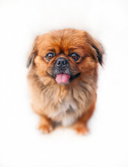 A Pekingese dog named Topic