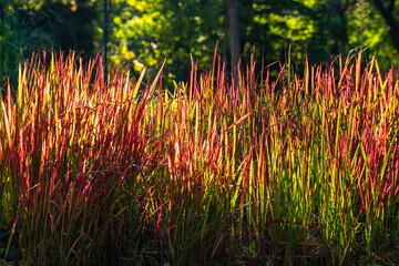 Ornamental Japanese blood grass or Imperata cylindrica 'Rubra' backlit with evening sun outdoors....