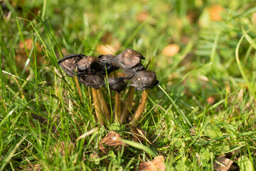 toadstools grow in green grass