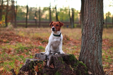 Pies siedzący na pniu w lesie. Jack Russell  Terrier