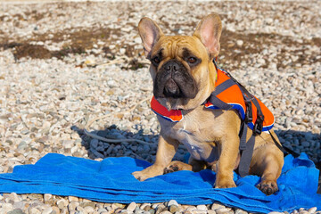 My friend is a French bulldog named Dado