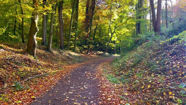 Herbstwald 1