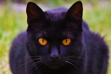 Symmetric face of a black cat with beautiful eyes looking at the camera. Centered. 
