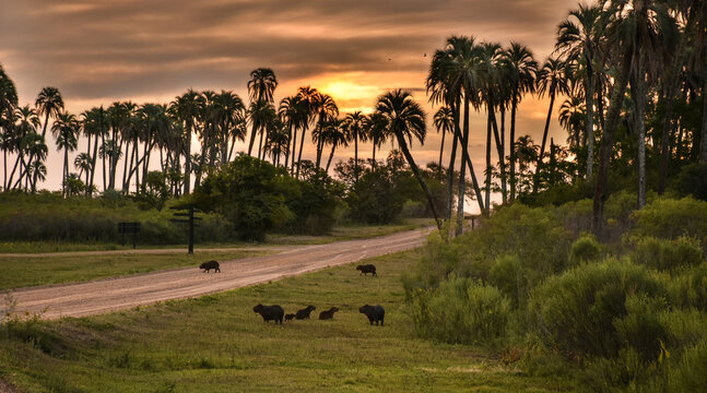 Complete family of seven capibaras between the palm trees at the afternoon. El Palmar National Park, Entre Ríos, Argentina
