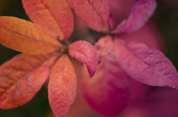 Herbst, Blätter, close up, orange/pink Touch