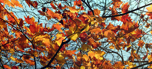Maple tree leaves autumn colors