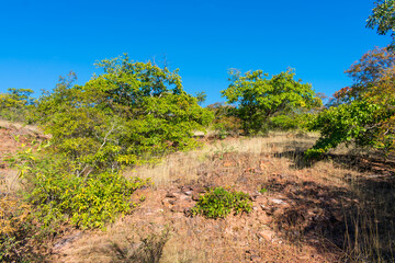 A view of the caatinga landscape in autumn (beginning of the dry season), trees and schrubs losing their leaves - Oeiras, Piaui state, Brazil