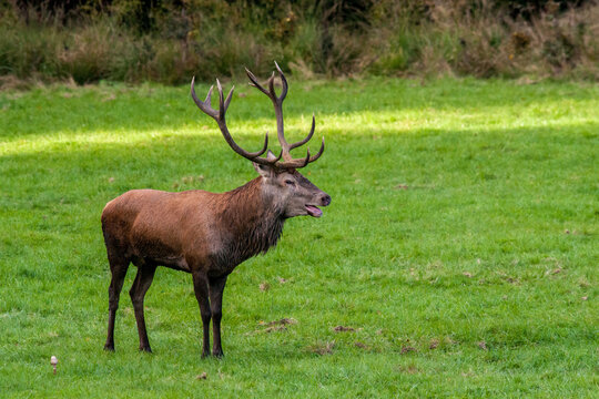Un cerf &eacute;laphe en p&eacute;riode de brame dans les Ardennes belges.