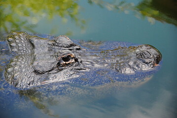 alligator kopf  im wasser
