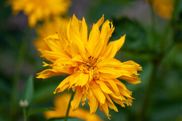 beautiful yellow gerbera flower  