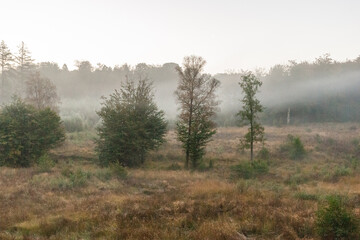 Obraz na płótnie Canvas Une matinée brumeuse en forêt dans les Ardennes belges.