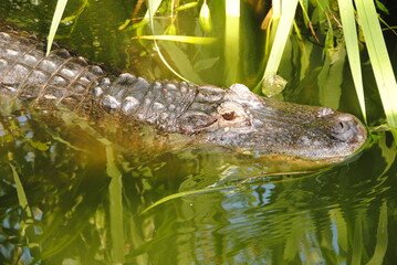 alligator kopf  im wasser