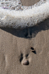 Schalen von Muscheln am Sandstrand von der Borkum
