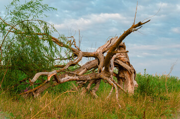 dead tree in the desert